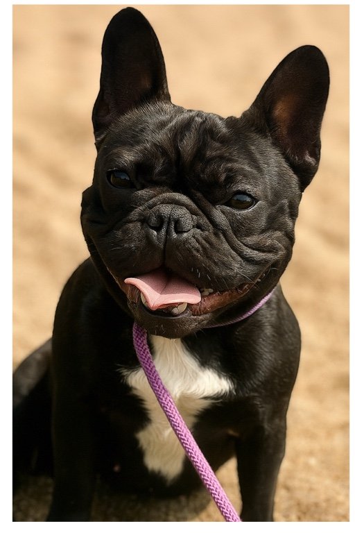 Bouledogues Français
